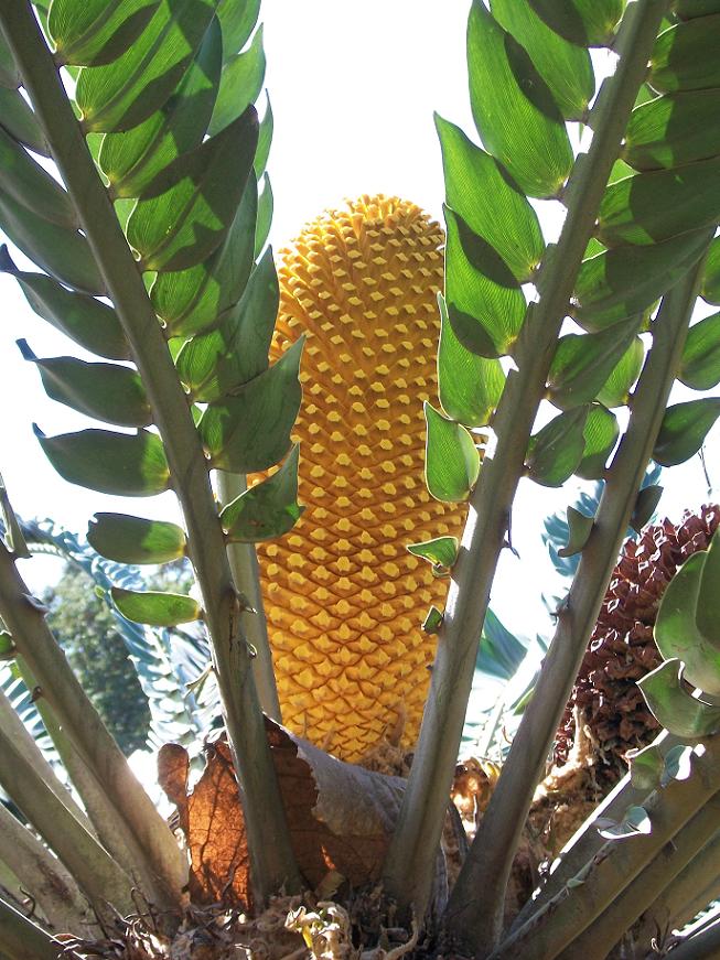 Photograph of Wood's Cycad (a plant).